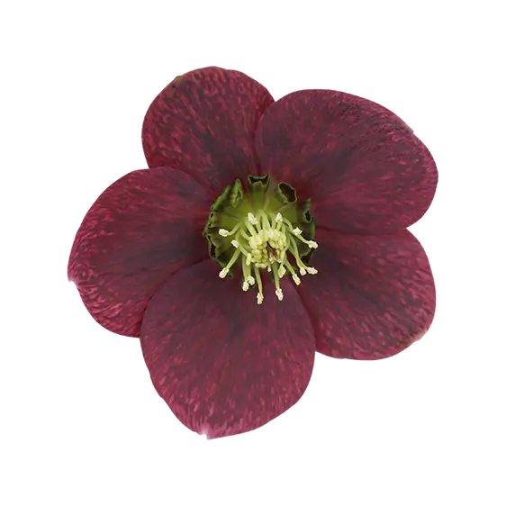 Helleborus orientalis 'ViV Victoria' 4L - image 1