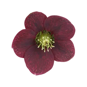 Helleborus orientalis 'ViV Victoria' 4L - image 1