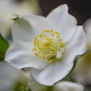 Helleborus 'ViV Viktor'