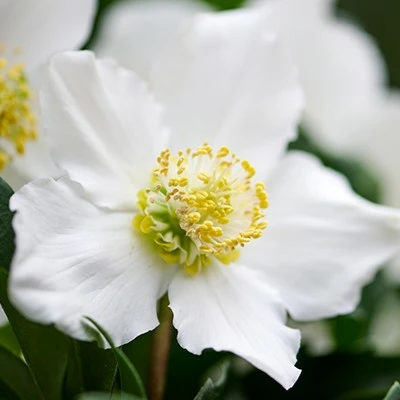 Helleborus niger 'ViV Vince' 3L