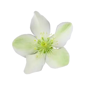 Helleborus 'ViV Viviana'