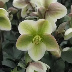 Helleborus 'Walberton's® Ivory Prince' - ©2019 PlantHaven, Inc