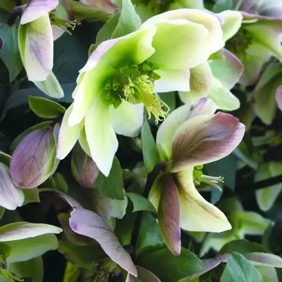 Helleborus 'Walberton's® Ivory Prince' - ©2019 PlantHaven, Inc