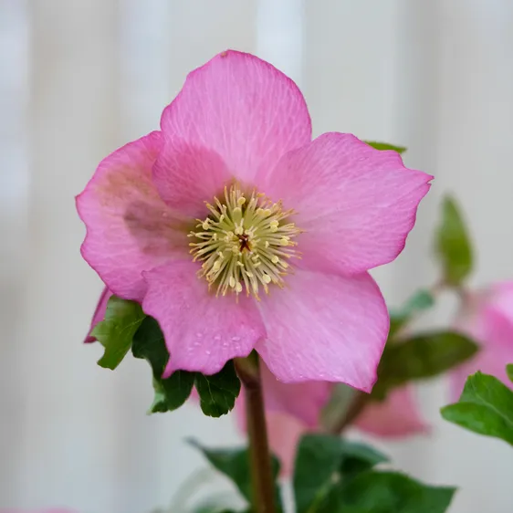 Helleborus 'Walberton's Rosemary' - image 1