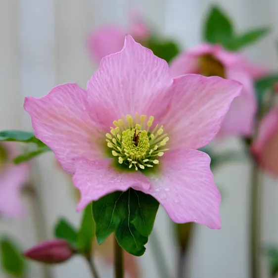 Helleborus 'Walberton's Rosemary' - image 2