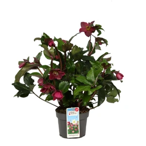 Helleborus orientalis 'Winter Sparkle Red'