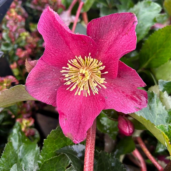 Helleborus orientalis 'Winter Sparkle Red' - image 1