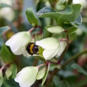 Helleborus x sahinii 'Winterbells' - image 1