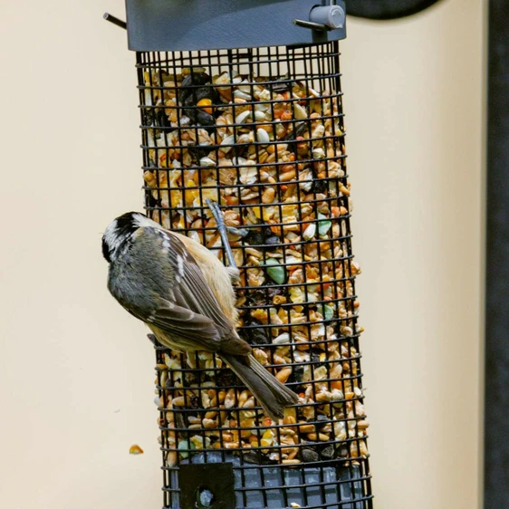 Henry Bell Select Peanut Feeder - image 1