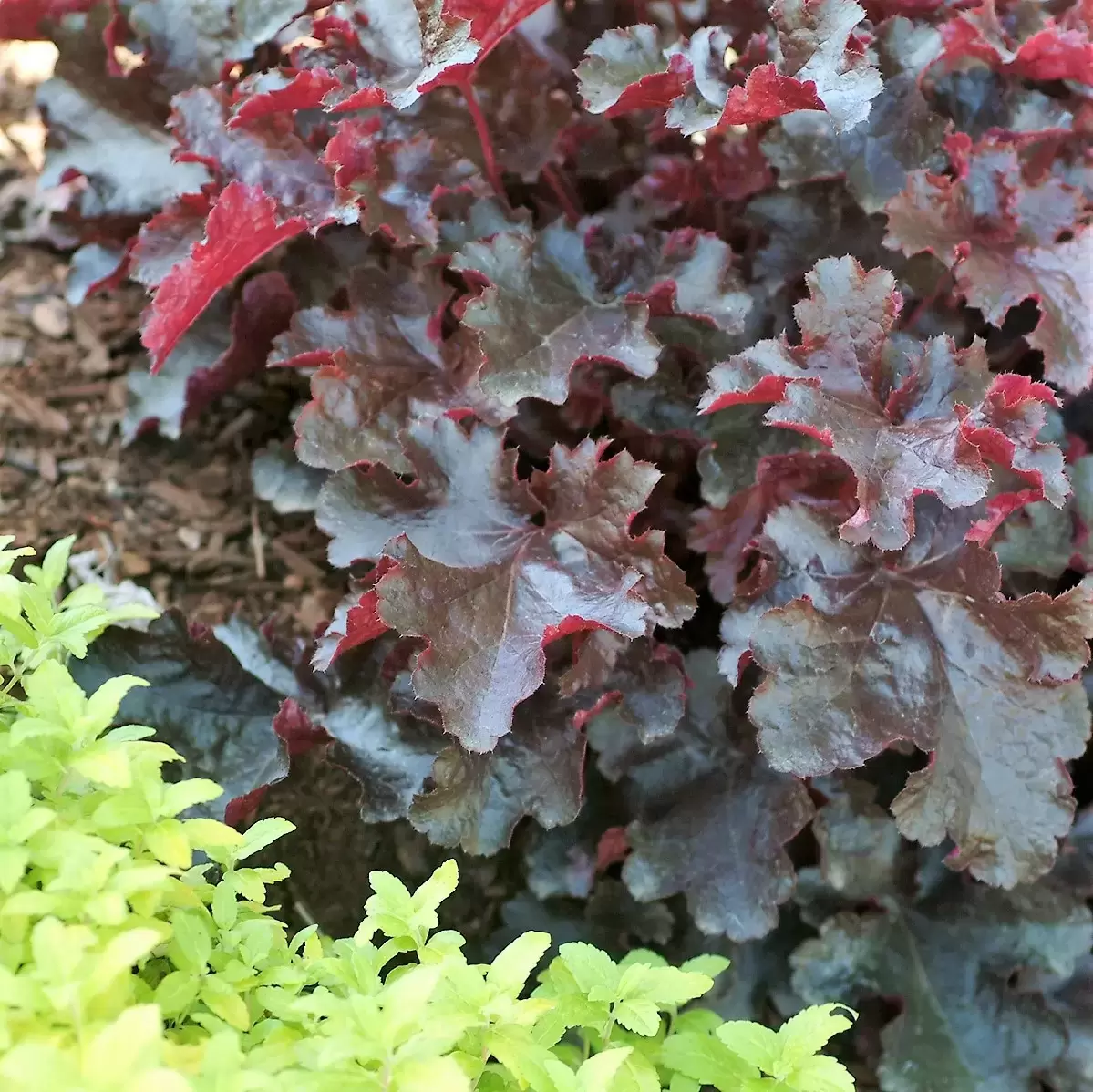 Heuchera 'Black Beauty' 2L - Cowell's Garden Centre | Woolsington