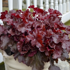 Picture - Walters Gardens, Inc