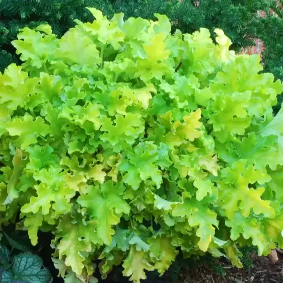 Heuchera 'Lime Marmalade'℗ - Photo(s) courtesy of TERRA NOVA® Nurseries, Inc.