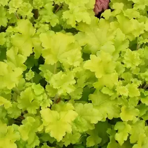 Heuchera 'Lime Marmalade'℗ - Photo(s) courtesy of TERRA NOVA® Nurseries, Inc.