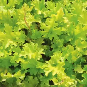 Heuchera 'Lime Marmalade'℗ - Photo(s) courtesy of TERRA NOVA® Nurseries, Inc.