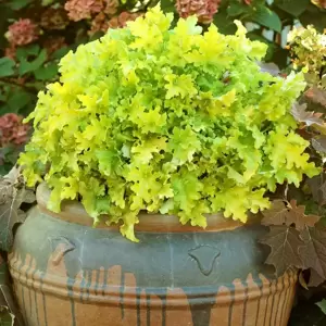 Heuchera 'Lime Marmalade'℗ - Photo(s) courtesy of TERRA NOVA® Nurseries, Inc.