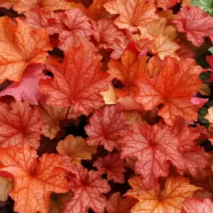 Picture - TERRA NOVA® Nurseries, Inc.