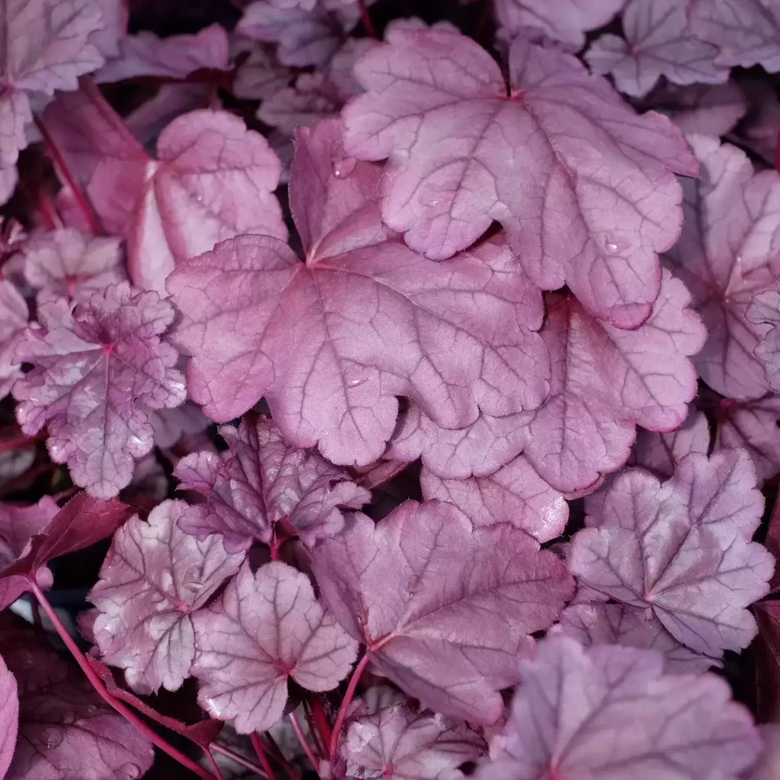 Heuchera plant store