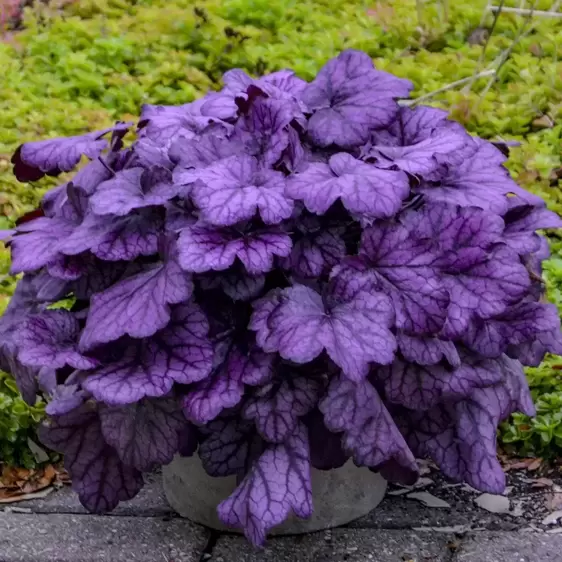 Heuchera 'Wild Rose'℗ - Photo courtesy of Walters Gardens, Inc