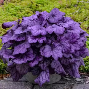 Heuchera 'Wild Rose'℗ - Photo courtesy of Walters Gardens, Inc