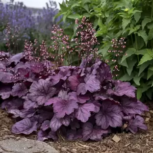 Heuchera 'Wild Rose'℗ - Photo courtesy of Walters Gardens, Inc