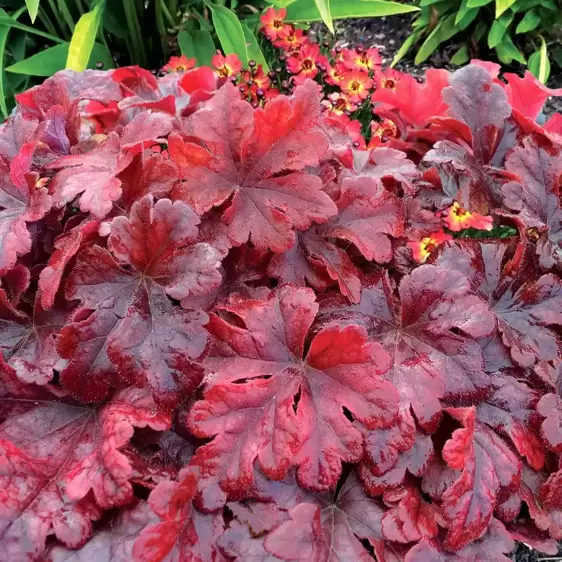 Heucherella 'Buttered Rum’℗ - Photo(s) courtesy of TERRA NOVA® Nurseries, Inc.