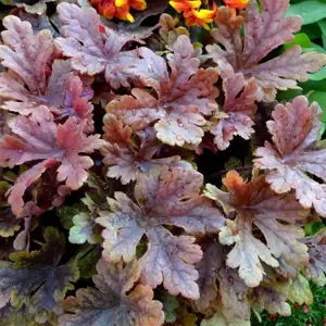 Heucherella 'Buttered Rum’℗ - Photo(s) courtesy of TERRA NOVA® Nurseries, Inc.