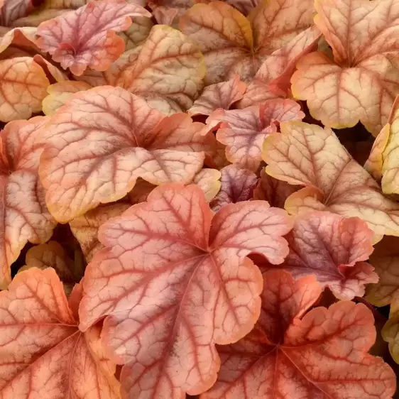 Heucherella 'Copper Cascade’℗ - Photo(s) courtesy of TERRA NOVA® Nurseries, Inc.