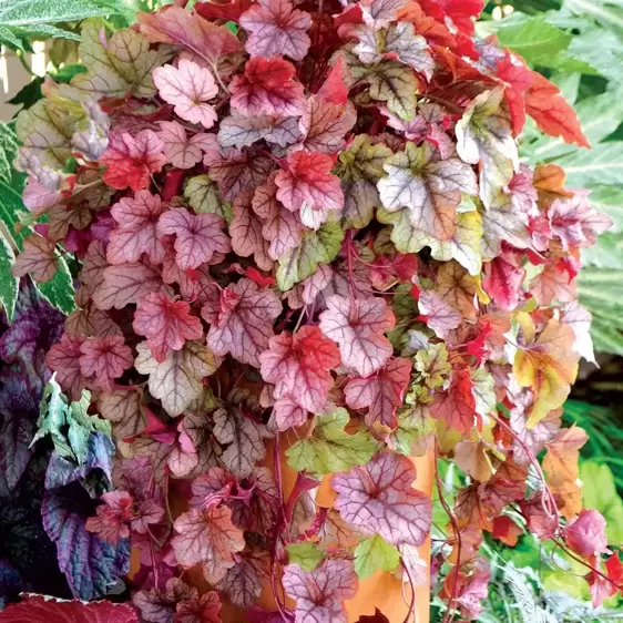 Heucherella 'Copper Cascade’℗ - Photo(s) courtesy of TERRA NOVA® Nurseries, Inc.