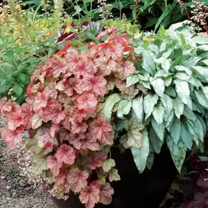 Heucherella 'Copper Cascade’℗ - Photo(s) courtesy of TERRA NOVA® Nurseries, Inc.