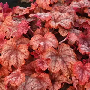 Heucherella 'Copper Cascade’℗ - Photo(s) courtesy of TERRA NOVA® Nurseries, Inc.