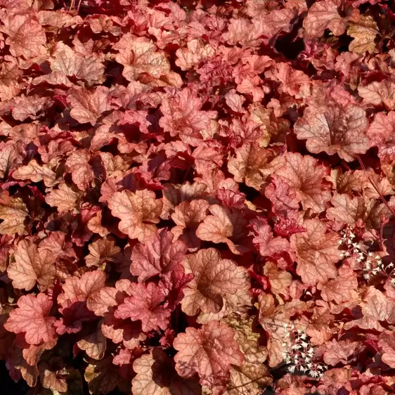 Heucherella 'Copper Cascade’℗ - Photo(s) courtesy of TERRA NOVA® Nurseries, Inc.