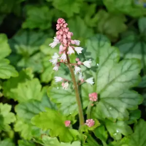 Heucherella 'Diamond Revolution'