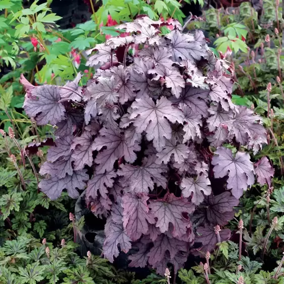 Heucherella 'Plum Cascade’℗ - Photo(s) courtesy of TERRA NOVA® Nurseries, Inc.