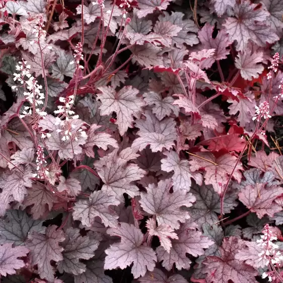 Heucherella 'Plum Cascade’℗ - Photo(s) courtesy of TERRA NOVA® Nurseries, Inc.