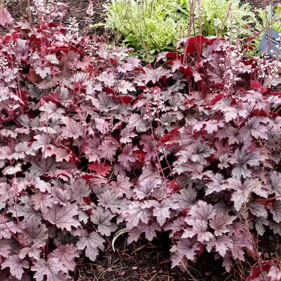 Heucherella 'Plum Cascade’℗ - Photo(s) courtesy of TERRA NOVA® Nurseries, Inc.