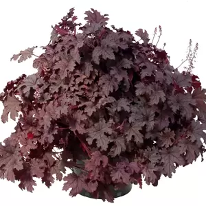 Heucherella 'Plum Cascade’℗ - Photo(s) courtesy of TERRA NOVA® Nurseries, Inc.