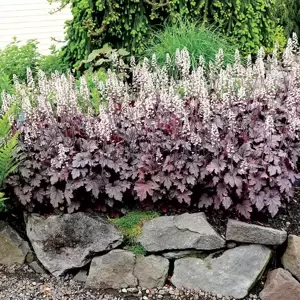 Heucherella 'Plum Cascade’℗ - Photo(s) courtesy of TERRA NOVA® Nurseries, Inc.