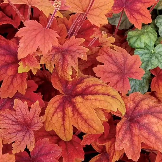 Heucherella 'Sweet Tea’℗ - Photo(s) courtesy of TERRA NOVA® Nurseries, Inc.