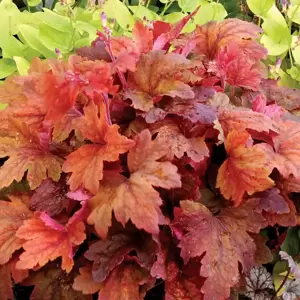 Heucherella 'Sweet Tea’℗ - Photo(s) courtesy of TERRA NOVA® Nurseries, Inc.