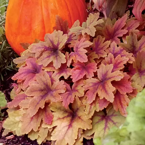 Heucherella 'Sweet Tea’℗ - Photo(s) courtesy of TERRA NOVA® Nurseries, Inc.