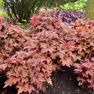 Heucherella 'Sweet Tea’℗ - Photo(s) courtesy of TERRA NOVA® Nurseries, Inc.