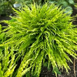Hosta 'Party Streamers'
