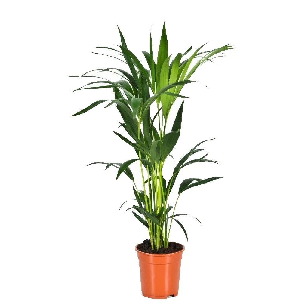 Howea forsteriana 19cm - Cowell's Garden Centre | Woolsington