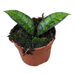 Hoya callistophylla 'Black Cat' - image 1
