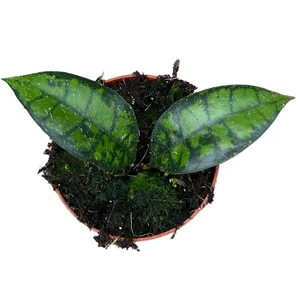 Hoya callistophylla 'Black Cat' - image 2