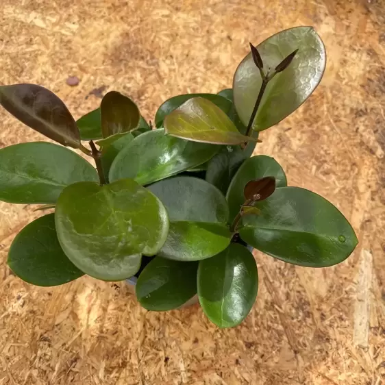 Hoya australis 'Bordvare' - image 2