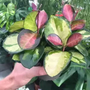 Hoya australis 'Bordvare Tricolor' - image 2