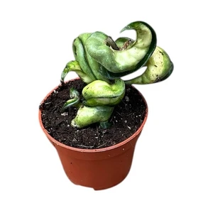 Hoya 'Compacta Mauna Loa'