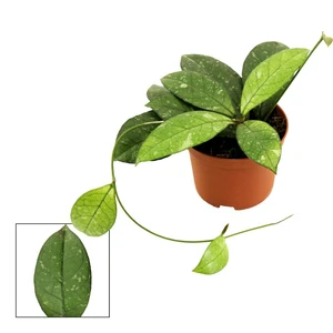 Hoya crassipetiolata