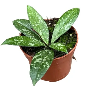 Hoya crassipetiolata 'Splash'